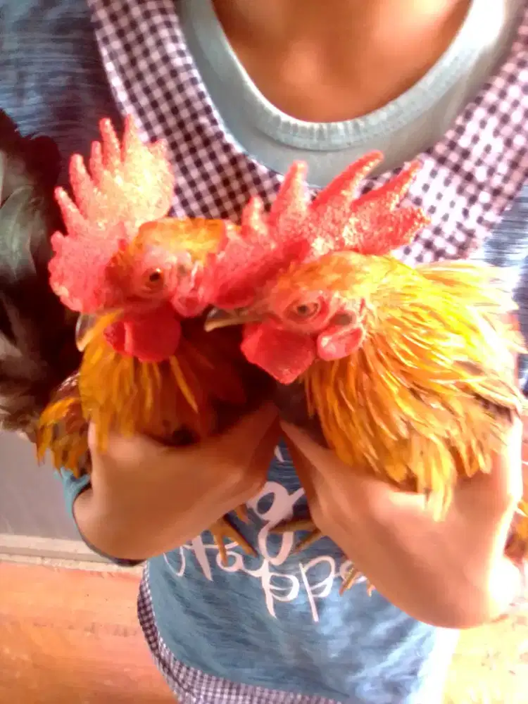 Ayam Jantan Jago Mini serama