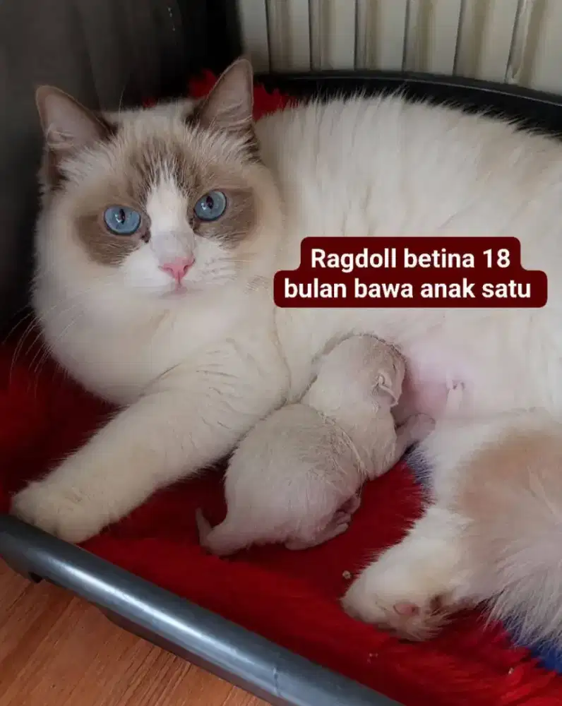Ragdoll betina bawa anak 1