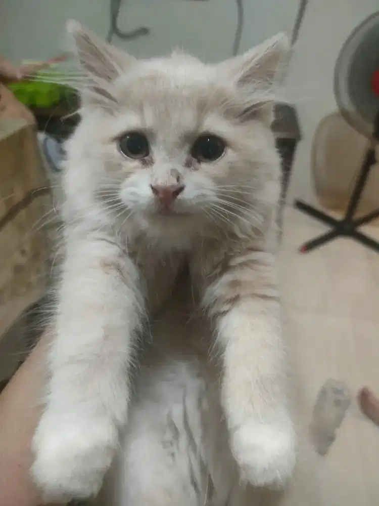 Kitten anggora betina