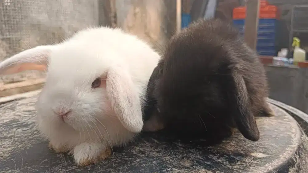 Kelinci Holland lop anak 400 sepasang