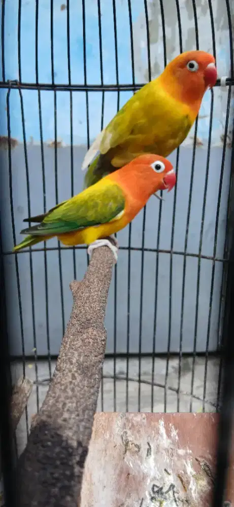 LOVEBIRD BIOLA EUWING SEPASANG