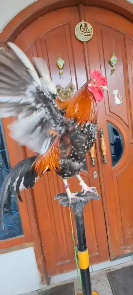 Ayam Ketawa Jantan