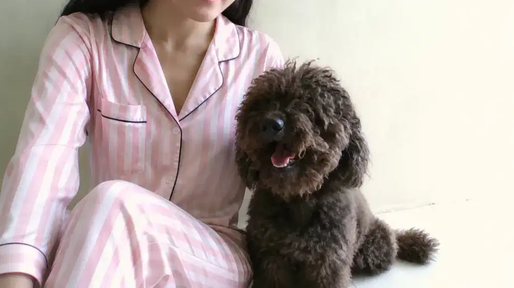 Anjing ras poodle