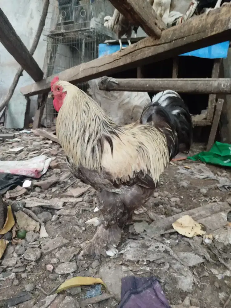 Ayam brahma murni