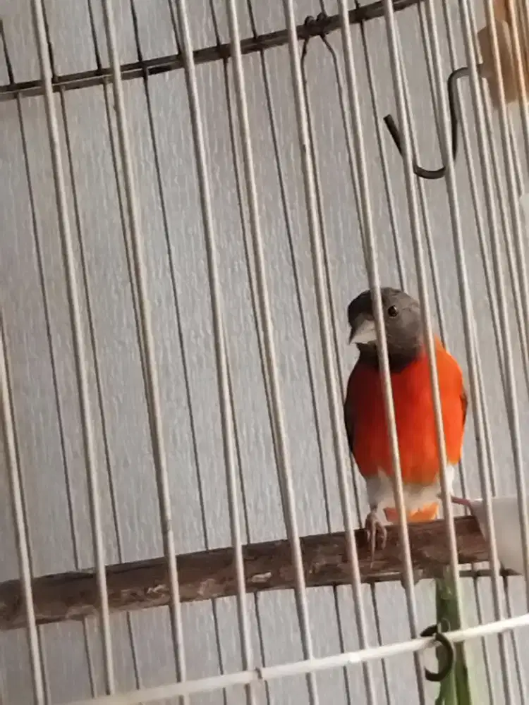 Barter Red Siskin Dilute dgn kenari jantan
