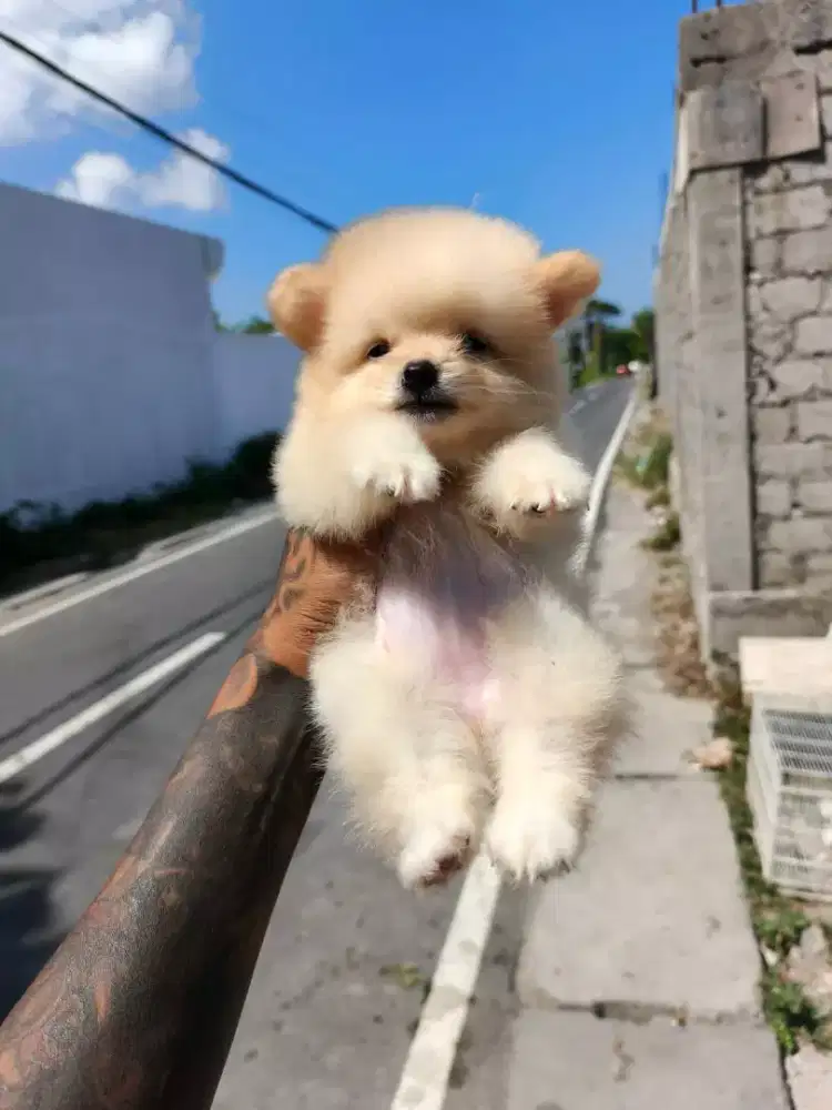 Anak anjing minipom no mix betina