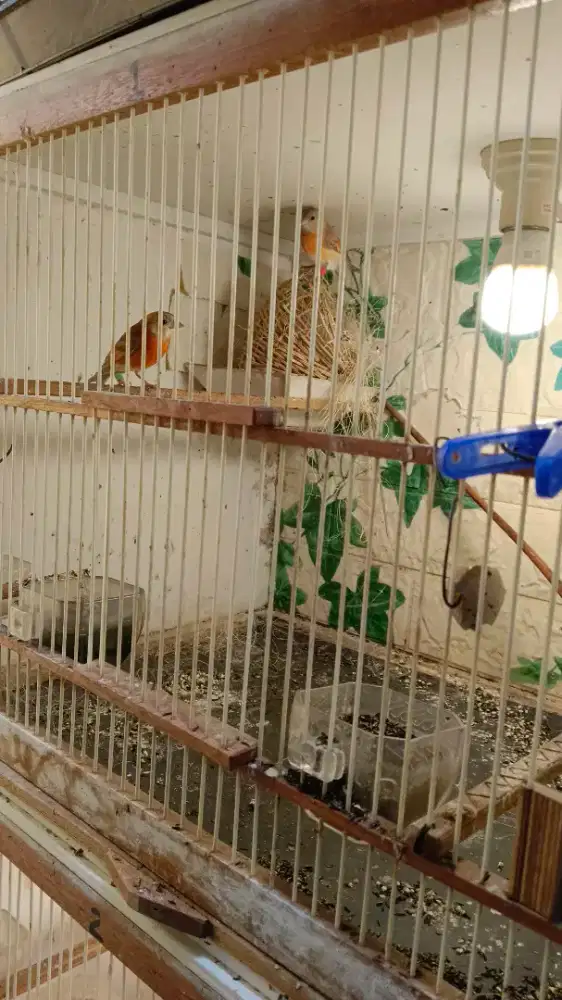 Siskin DD sepasang