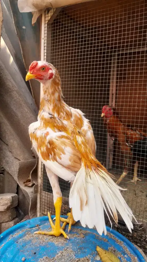 Ayam hias ekor lidi