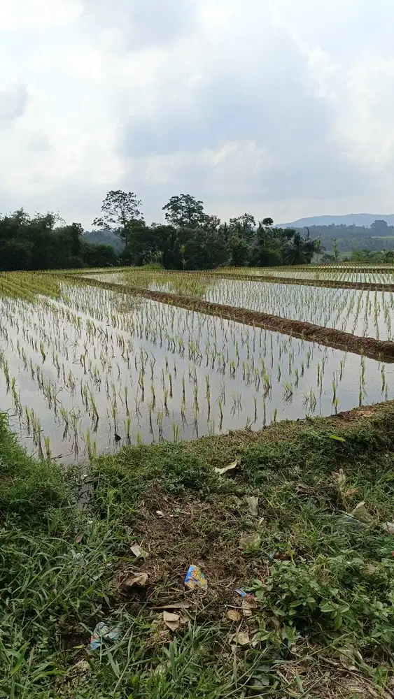 Dijual Tanah Berupa Sawah