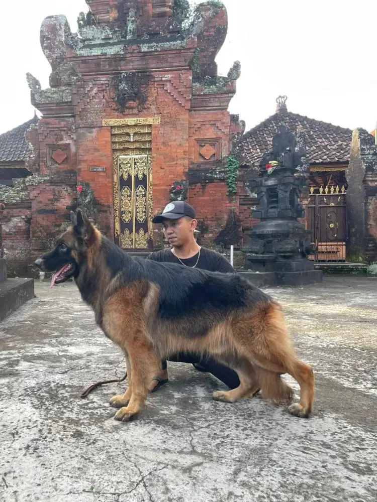 Herder german shepherd