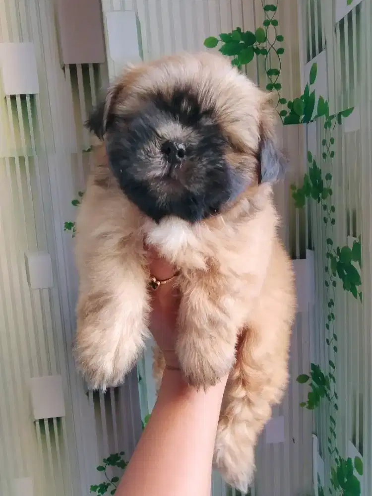 Puppy betyna shitzu