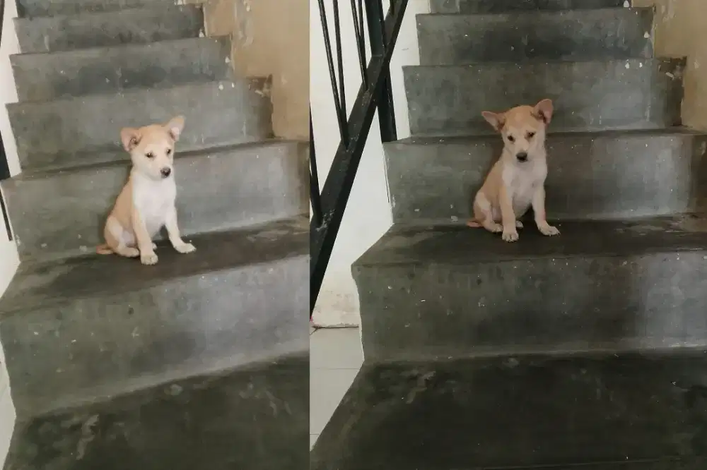 Tiga puppy boy 2 month