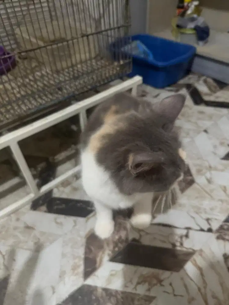 Kucing 3 warna perempuan