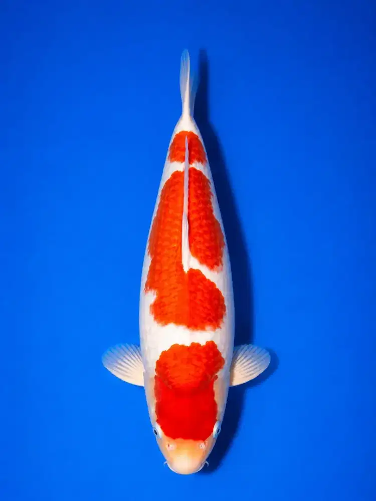 Kohaku jantan 48cm