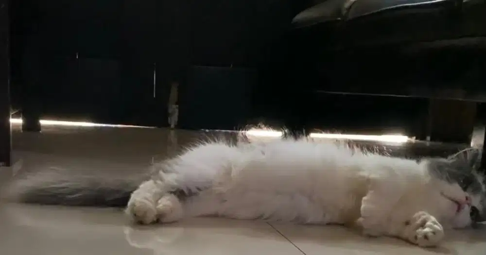 Butuh Uang Cepat Sayang Anak Sayang Istri Mahar Kucing Shorthair