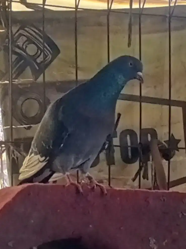burung dara bujangan Bodi gede+ring