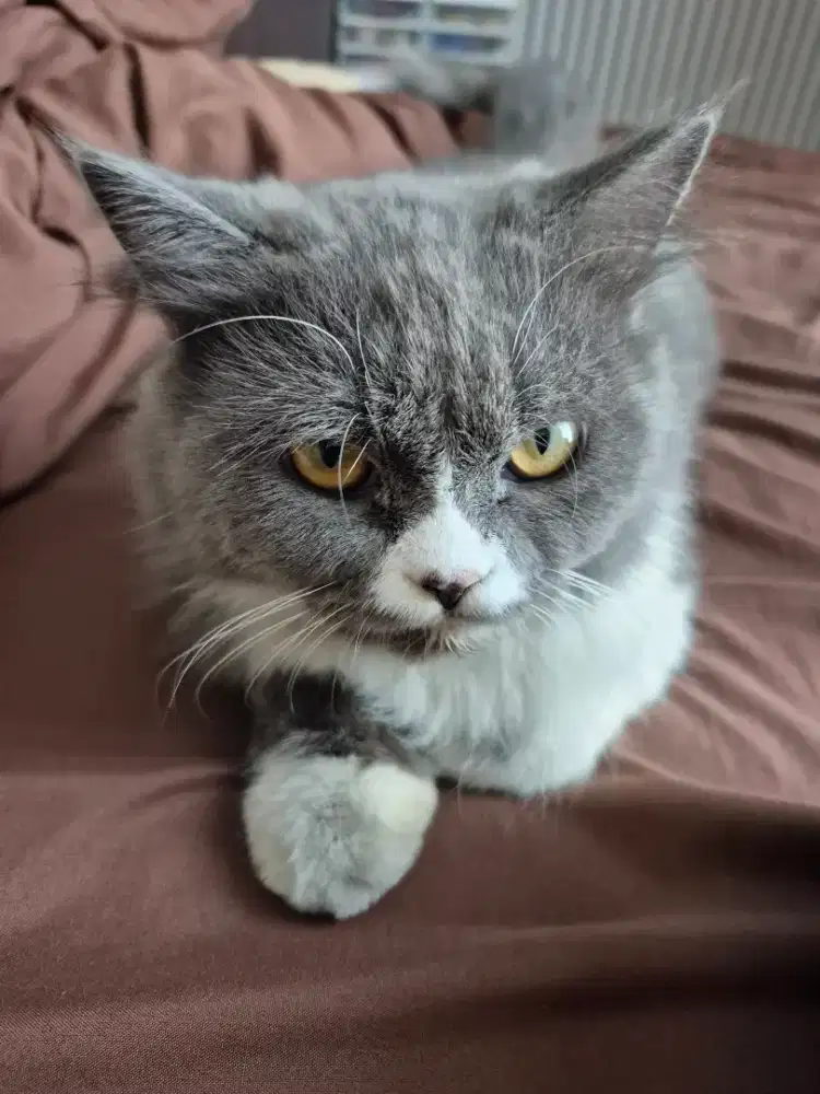 PACAK PERSIAN FLATNOSE LONGHAIR