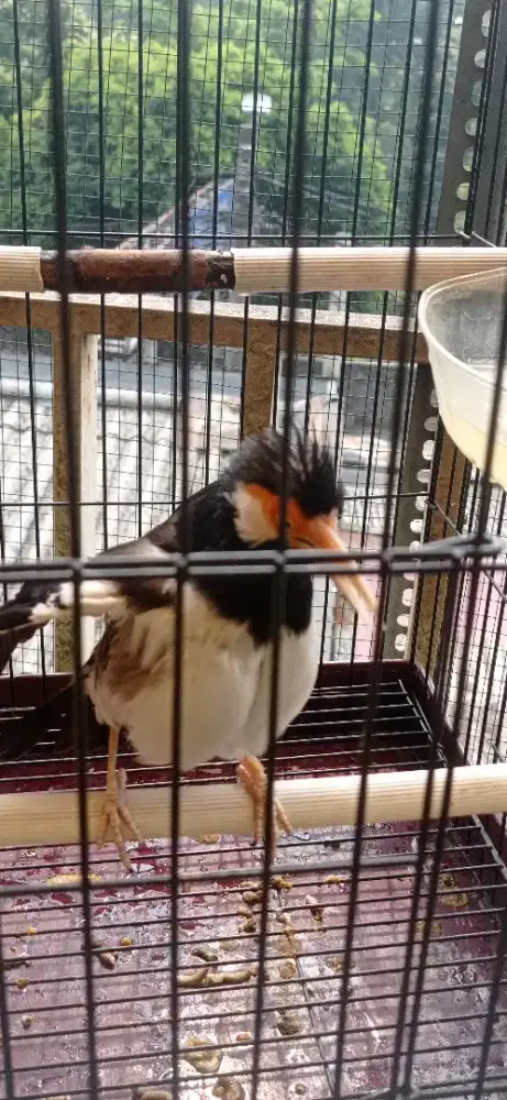 Jalak suren dor