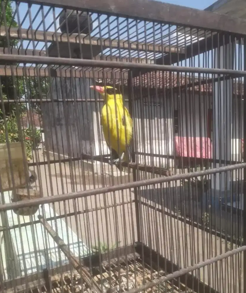 Burung kepodang mas lokal merapi