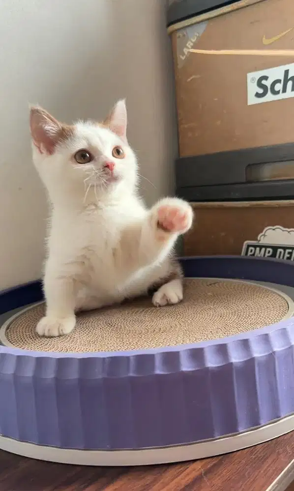 Kucing kitten munchkin british shorthair cinnamon van