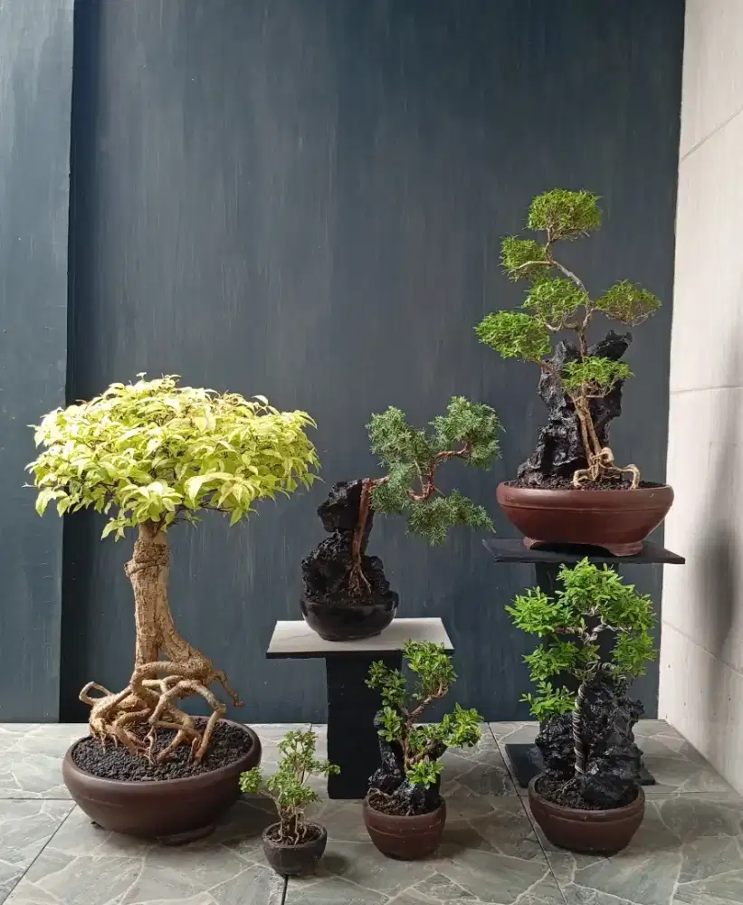 Mini bonsai paketan