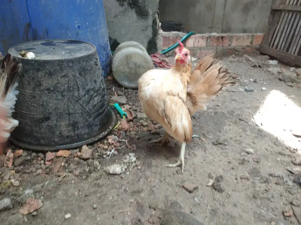 Ayam serama betina