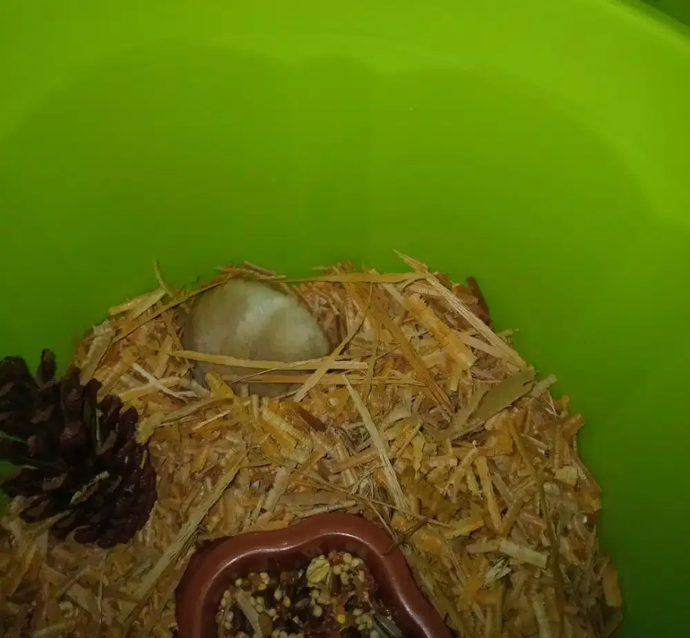 Hamster lucu chibi