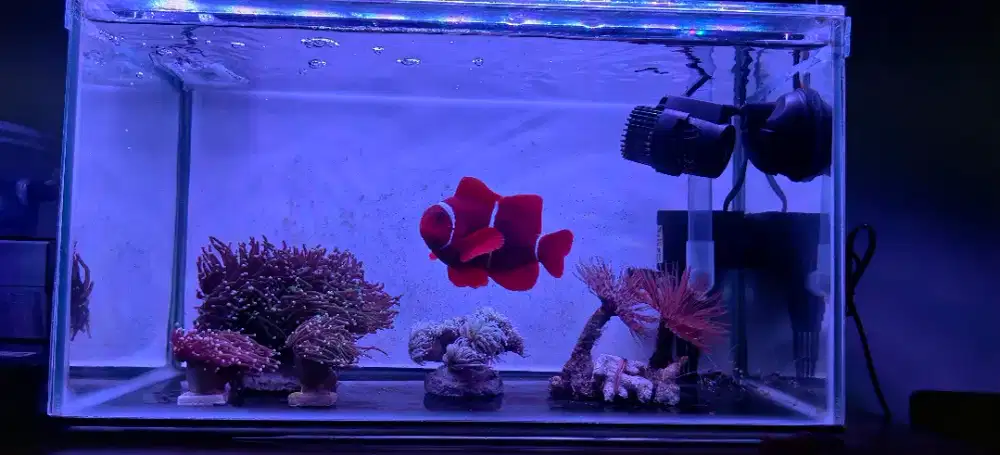 Nano reef tank 45cm