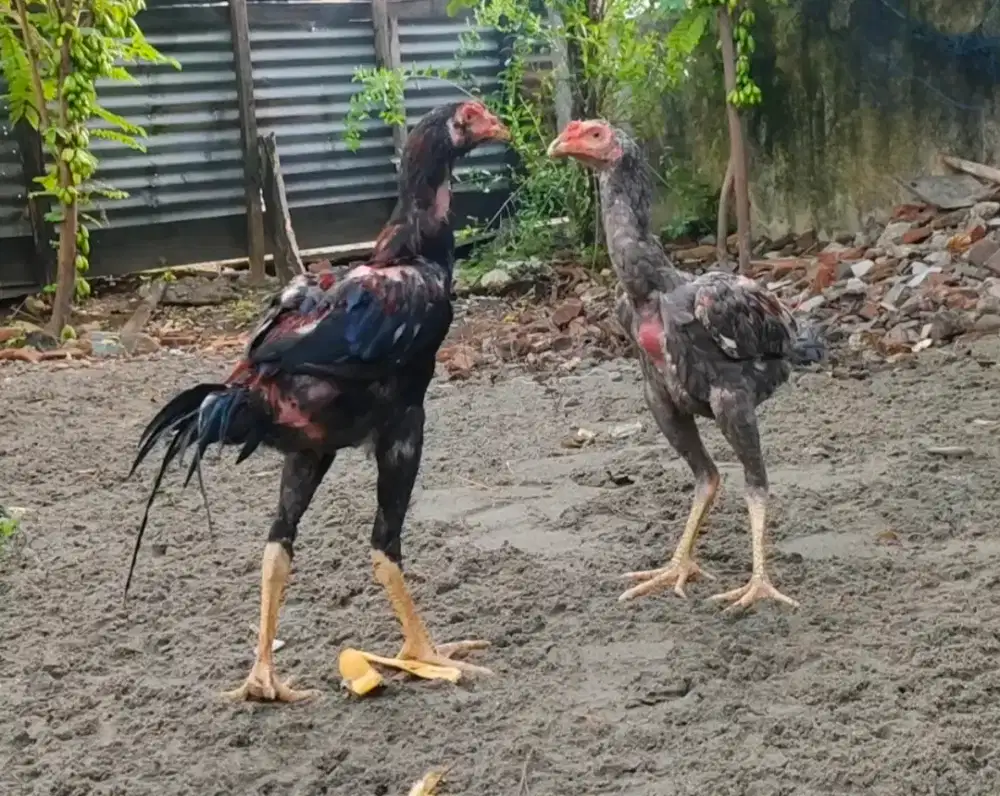 Ayam pakhoy & khoytrad