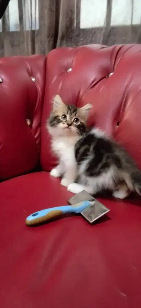 Kitten persia betina