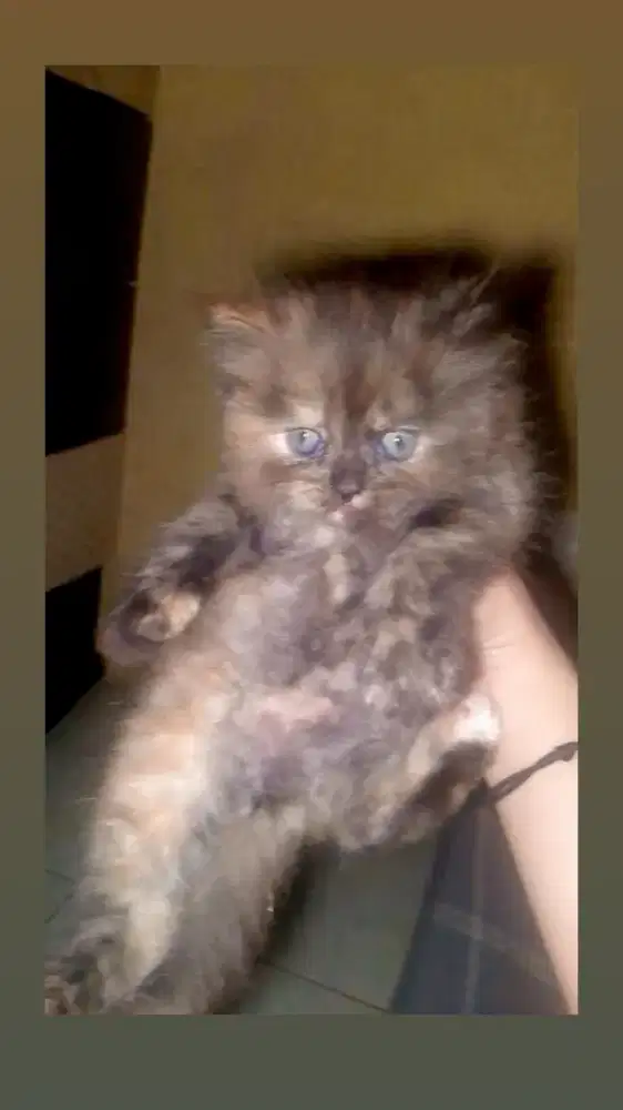 Jual kucing Persia anakan