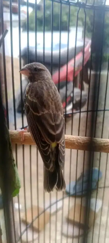 blackthroat jantan 4bln