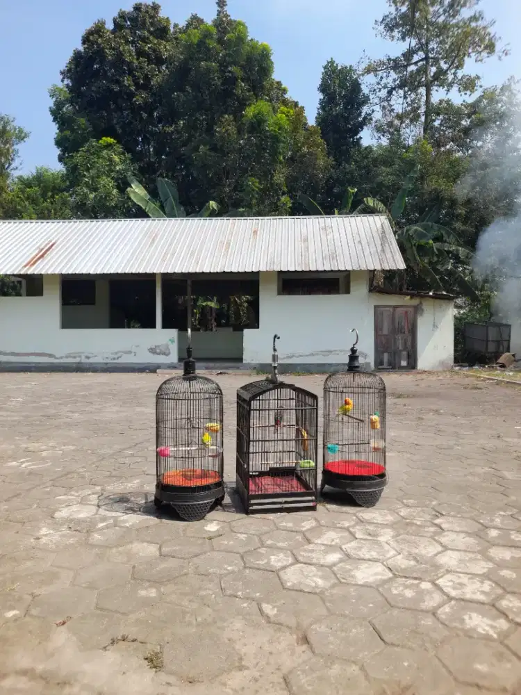 Rawatan bekas masteran
