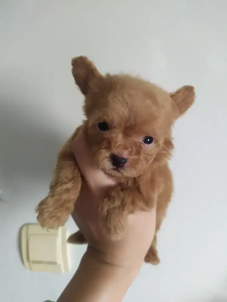 Poodle tea cup jantan