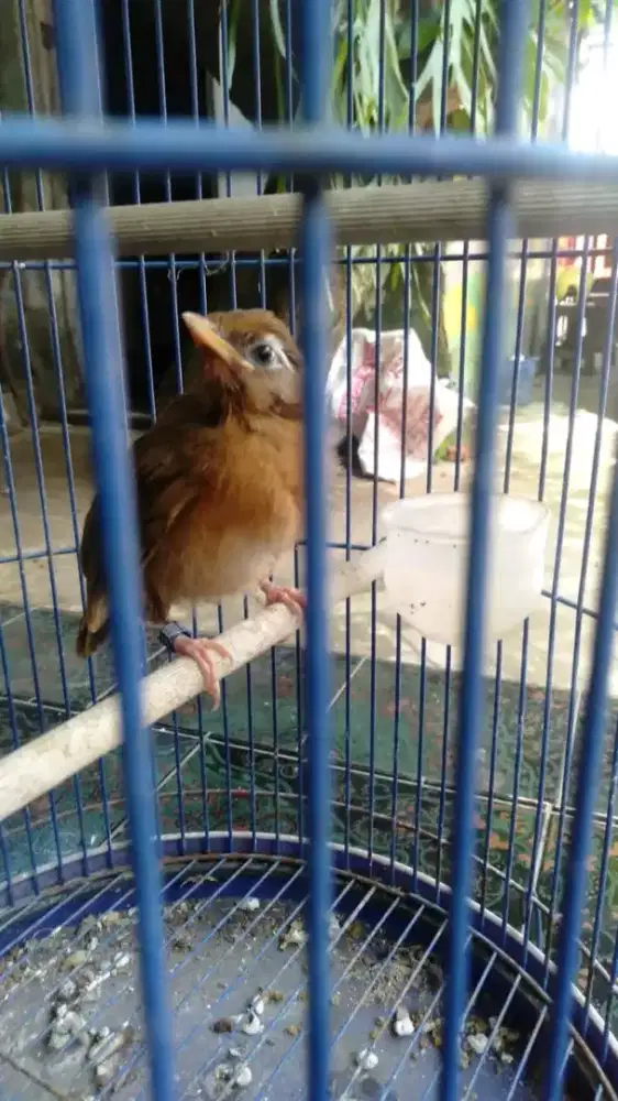 wambi paud 2bln jamin jantan