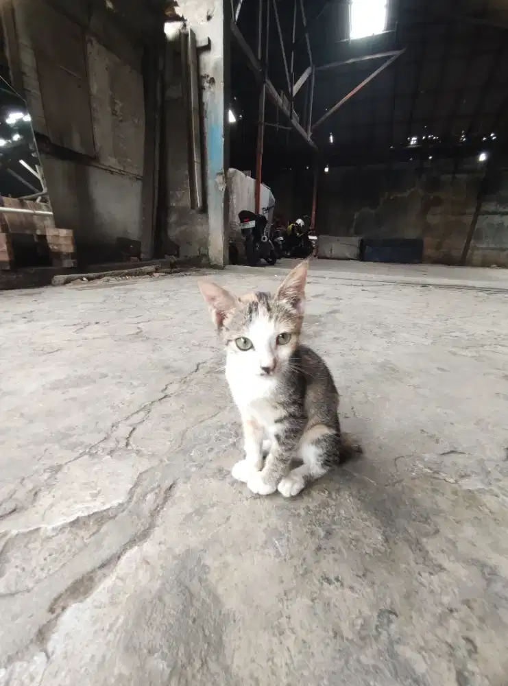 Kucing anakan pancawarna