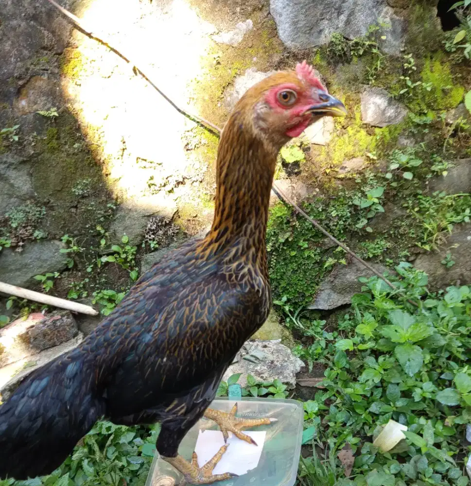 Ayam kampung betina