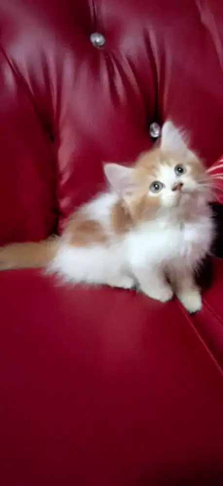 Kitten Persia jantan