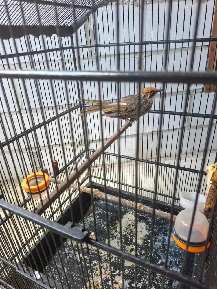 Burung cucakrowo