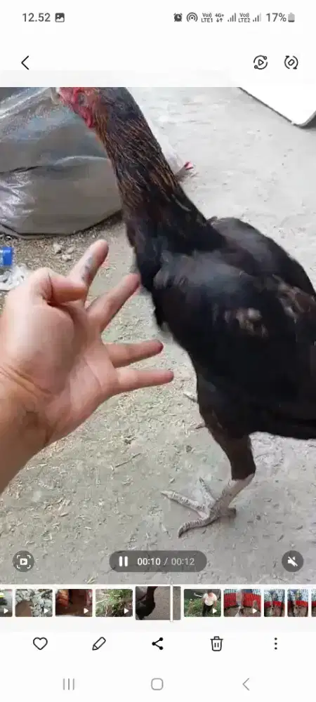 Biang mangon ori siap produksi..
