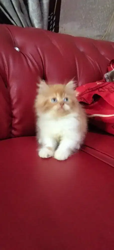 Kitten Persia jantan