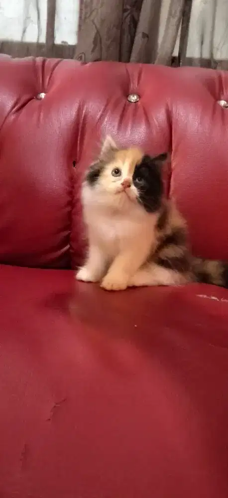 Kitten Persia betina