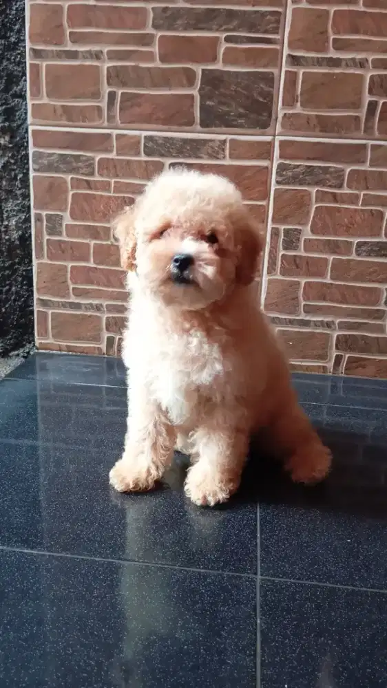 Poodle toy & mini