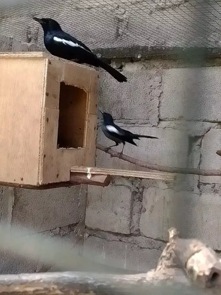 sepasang kacer wulung