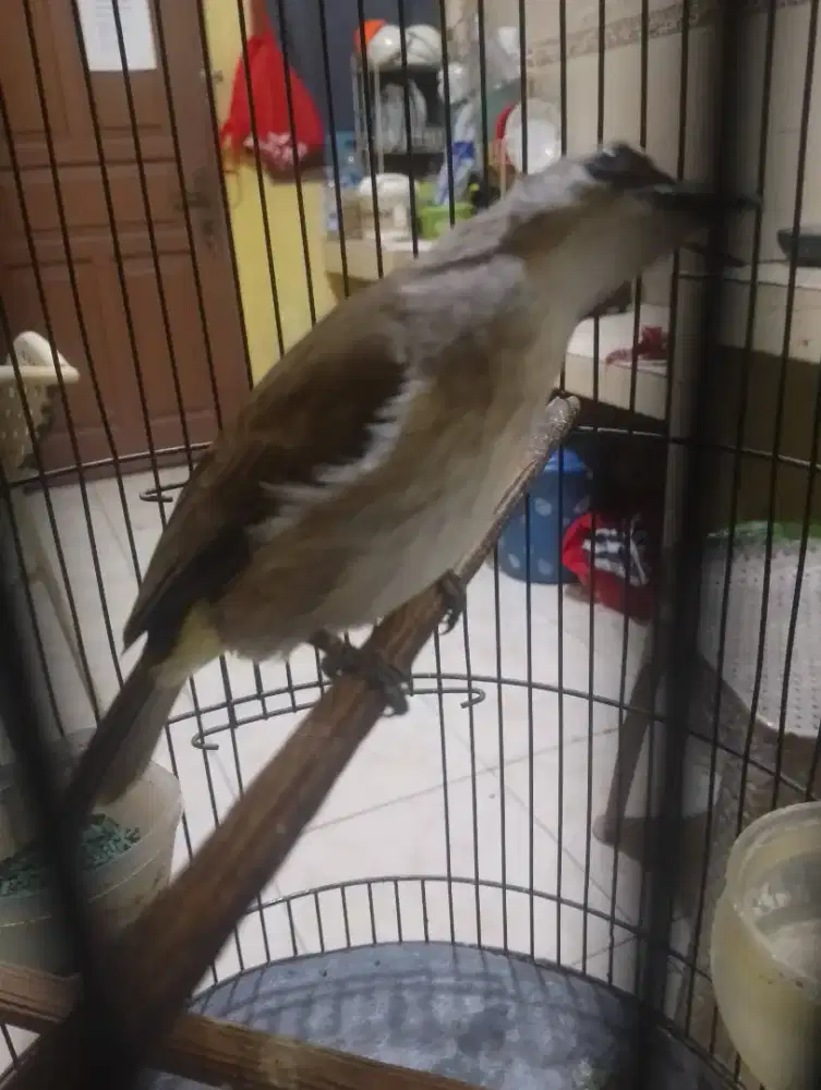 Jual burung trucuk ropel garuda
