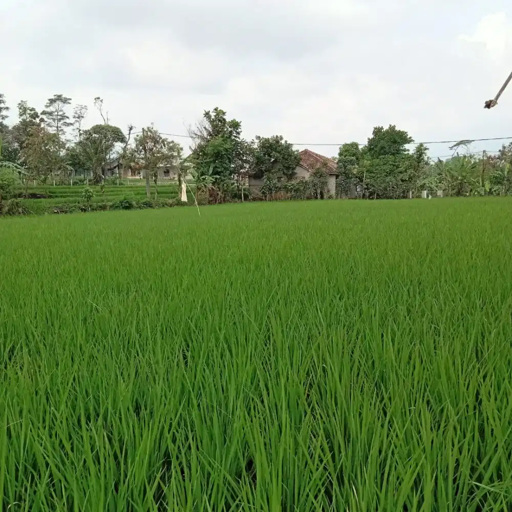 Jual sawah produktif