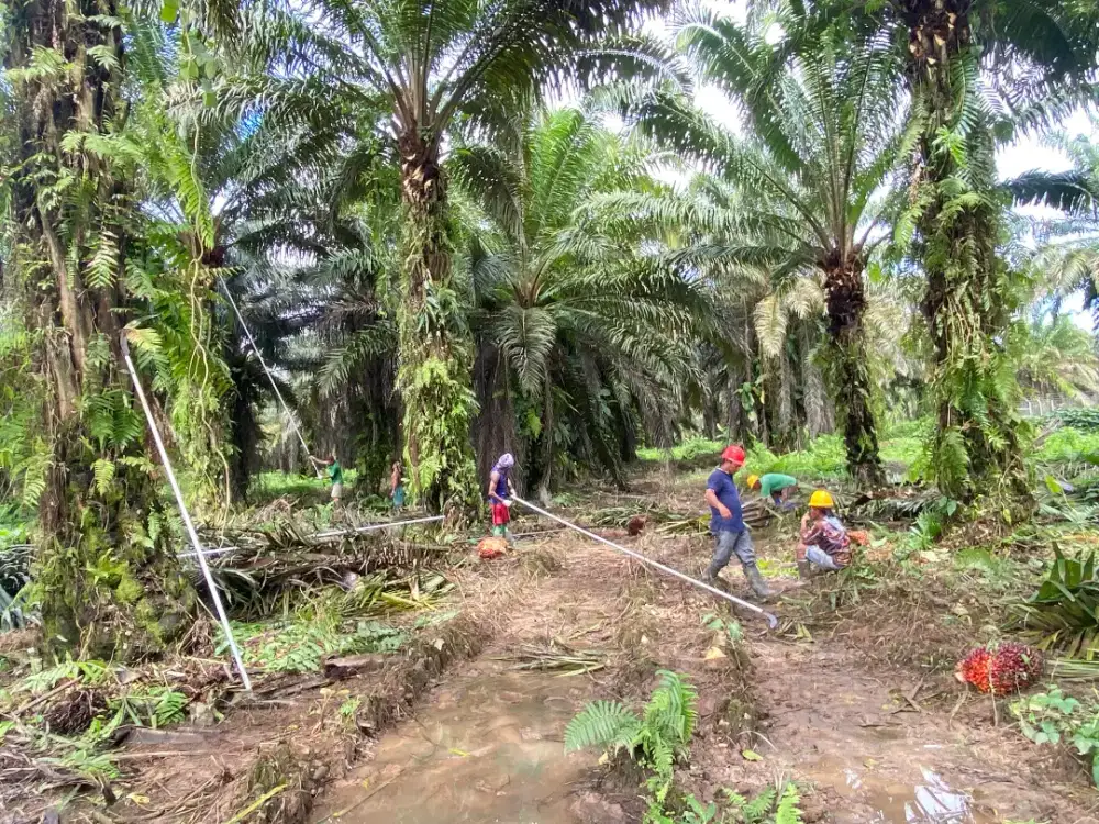 LOWONGAN KERJA KARYAWAN PT SAWIT KALIMANTAN