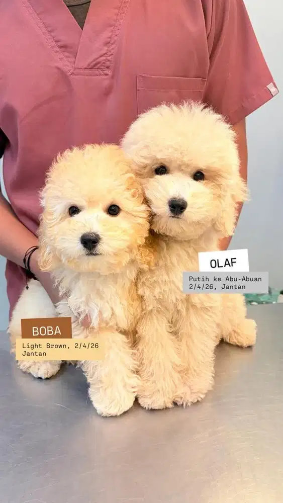 FREE ADOPT PUPPY BICHON MIX MINI POODLE