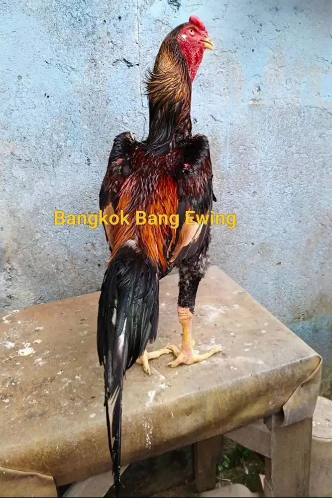 Ayam Bangkok Edisi SHAMO EROPA Trah Zhuckter Three Colors