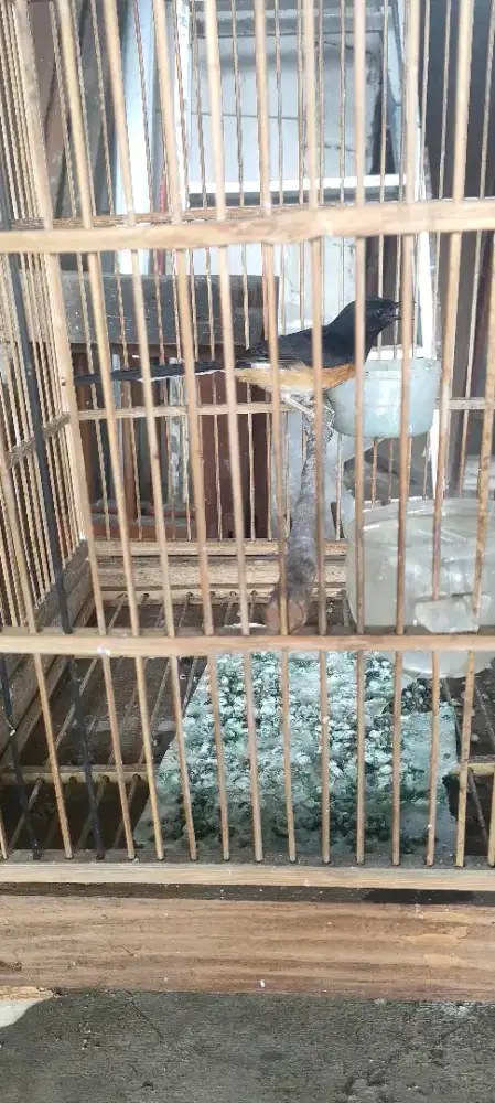 Murai batu betina